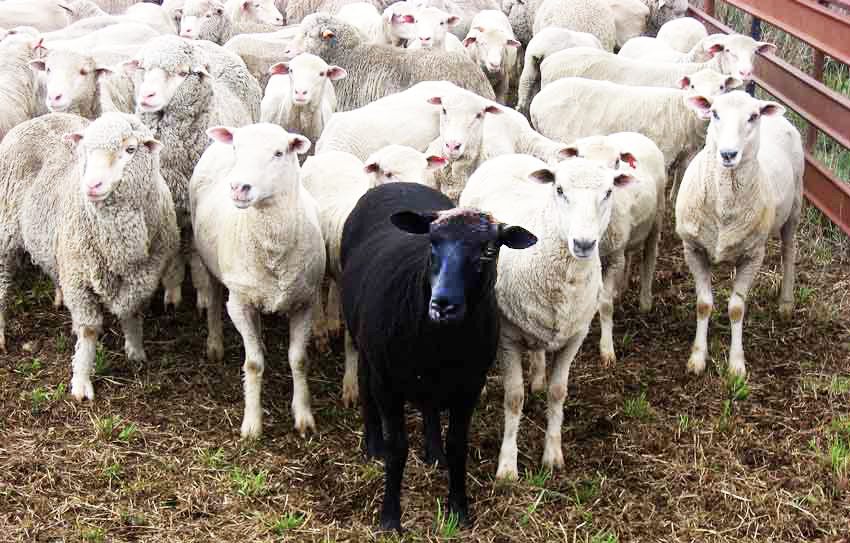 HBS' small business marketing services help your business stand out like the black sheep, pictured here, leading a herd of white sheep